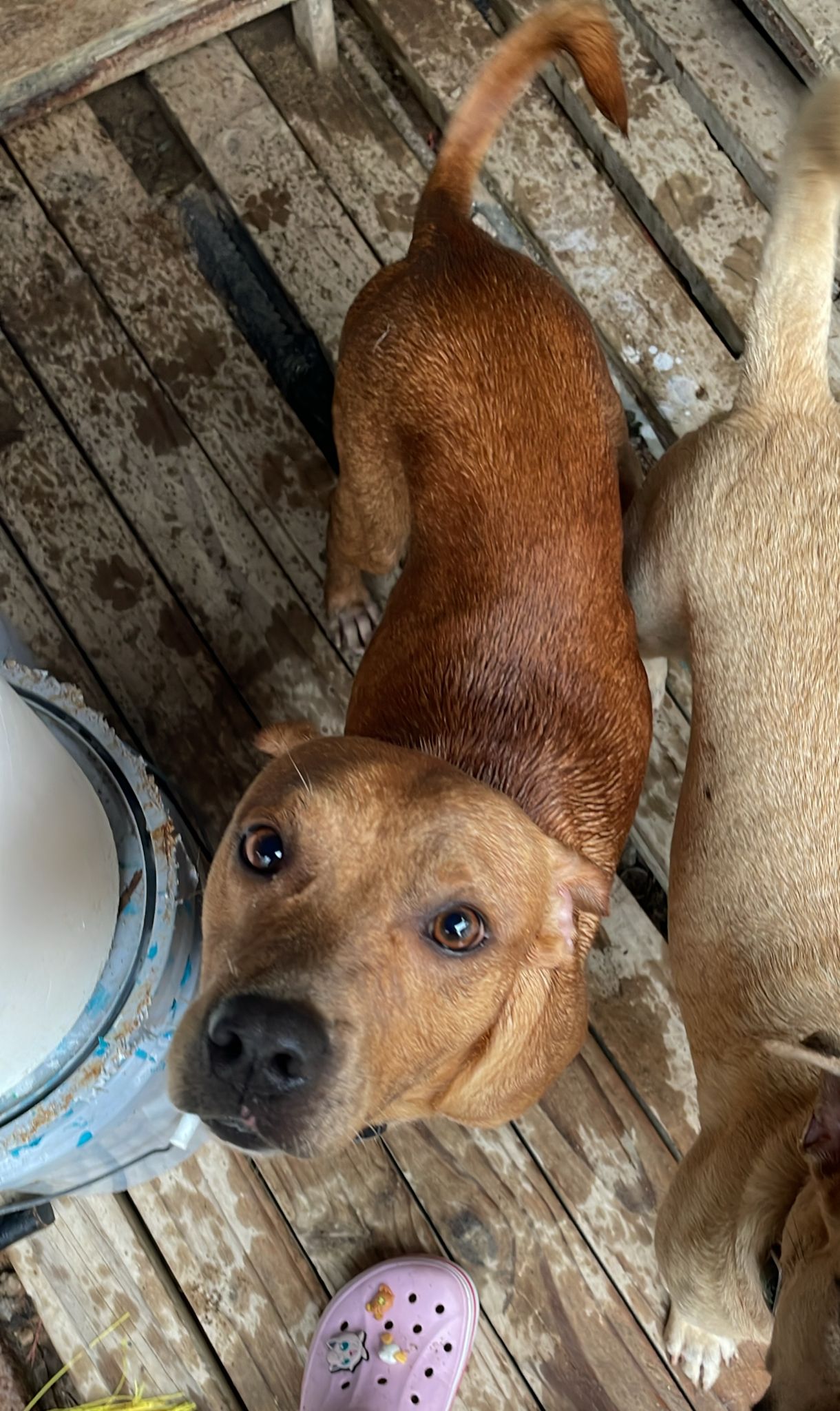 Enlarge Coconut, a Adoptable Mixed Breed in Loiza, PR image 6/6