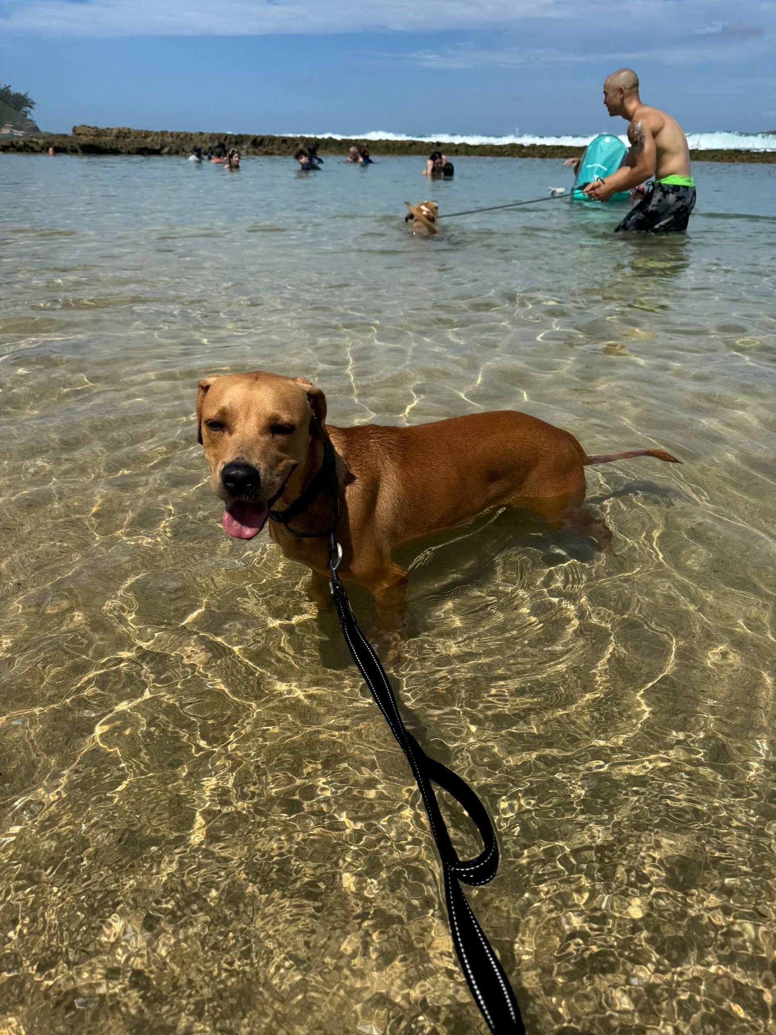 Enlarge Coconut, a Adoptable Mixed Breed in Loiza, PR image 4/6
