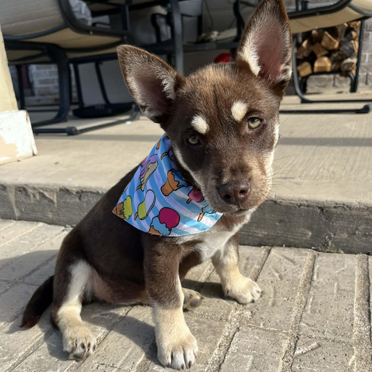 Enlarge Maple, an adopted mixed breed in Baytown, TX image 2/6