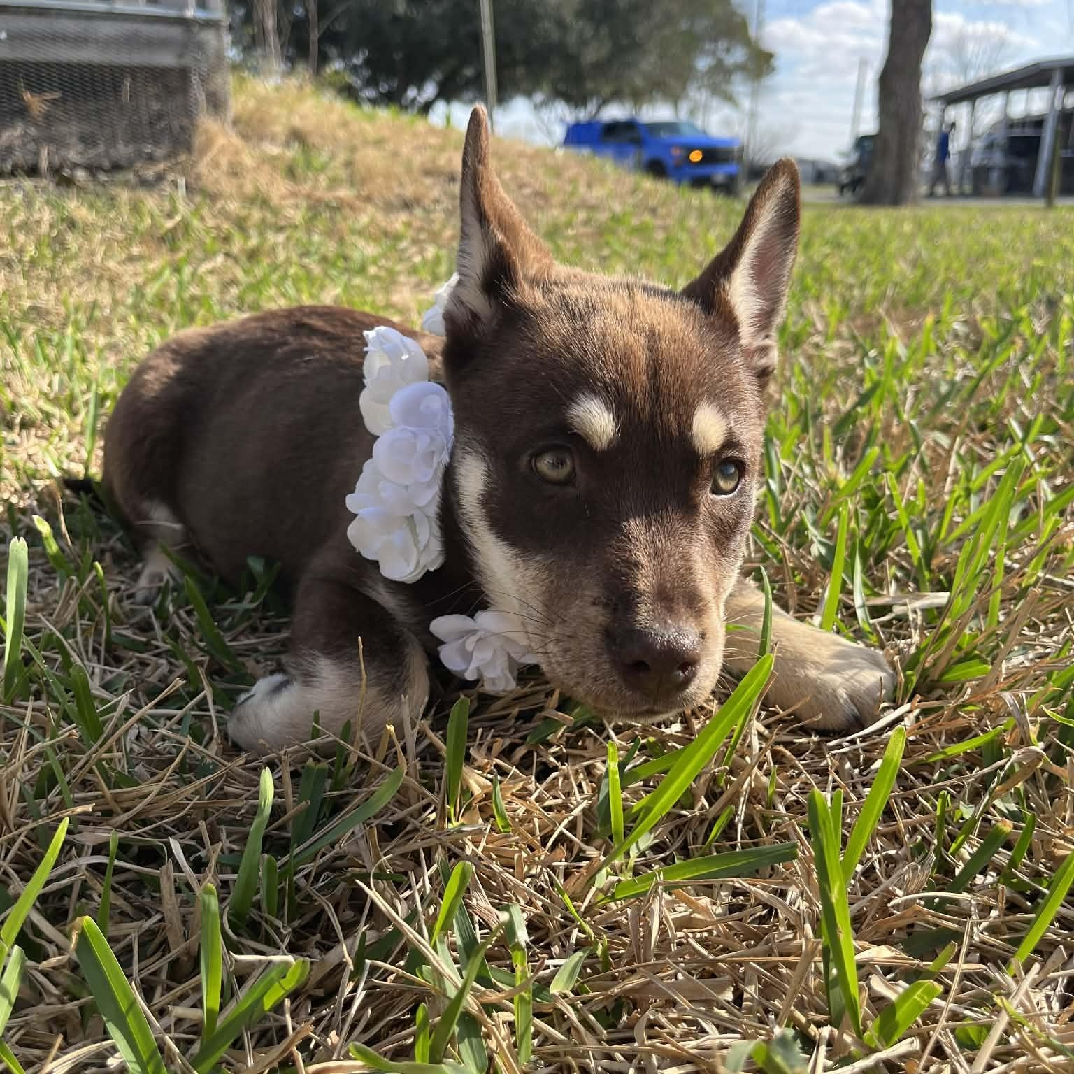 Enlarge Maple, an adopted mixed breed in Baytown, TX image 5/6