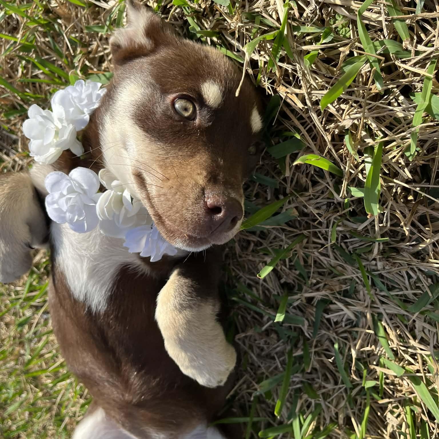 Enlarge Maple, an adopted mixed breed in Baytown, TX image 3/6