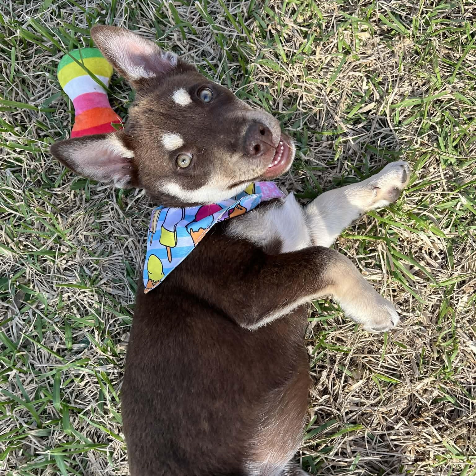 Enlarge Maple, an adopted mixed breed in Baytown, TX image 4/6