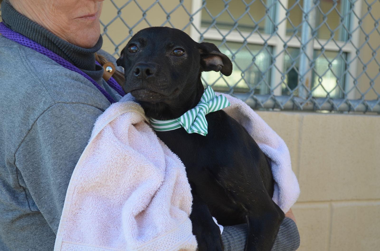 Fudge, Adopted, Puppy Male Pit Bull Terrier.