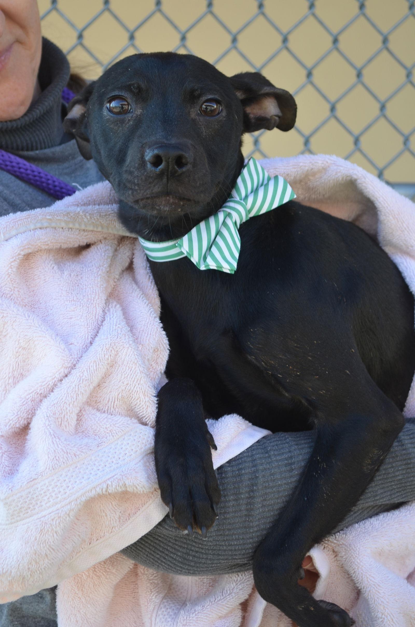 Enlarge Fudge, a Adopted Pit Bull Terrier in McKinney, TX image 2/2