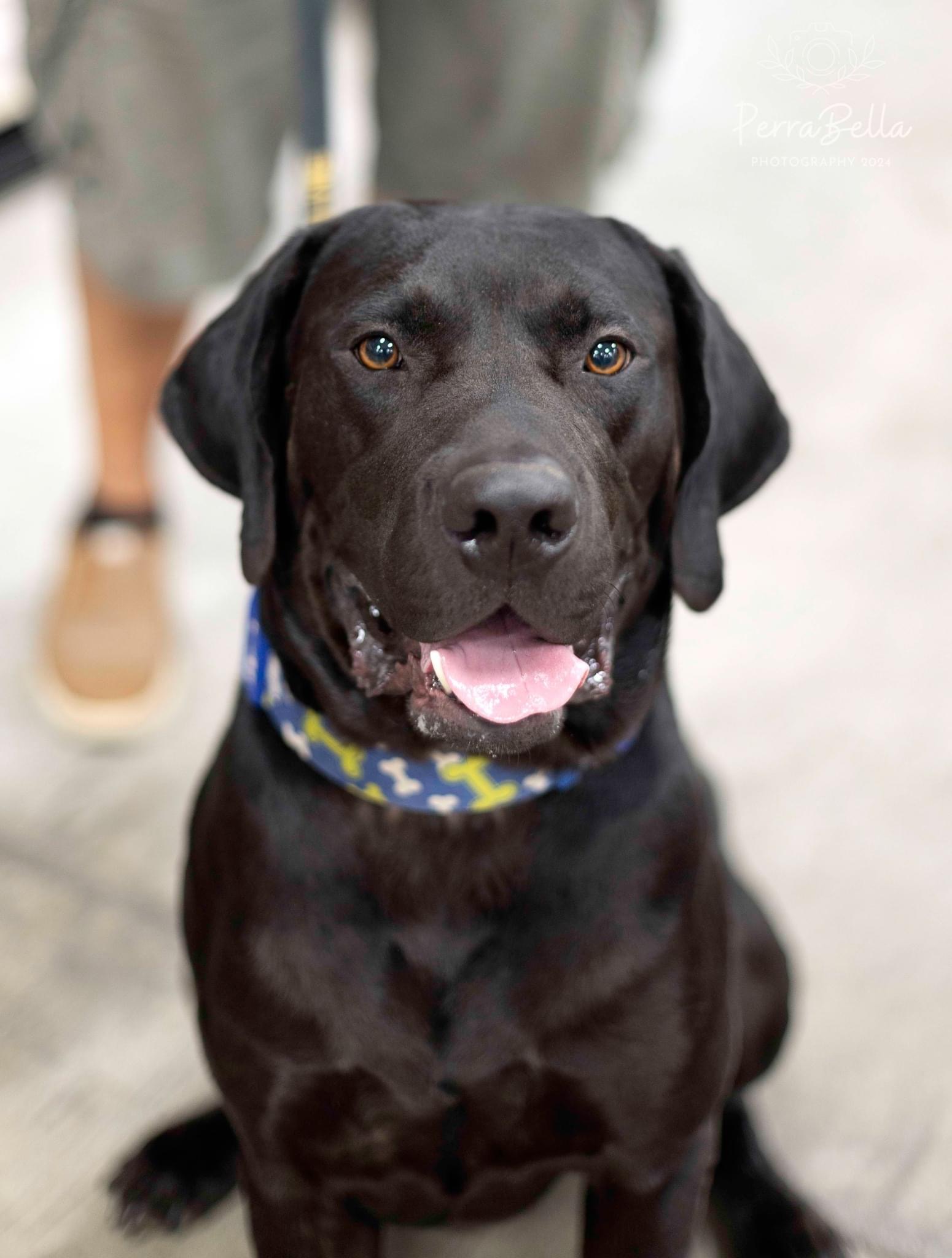 Ruger, Adult Male Black Labrador Retriever