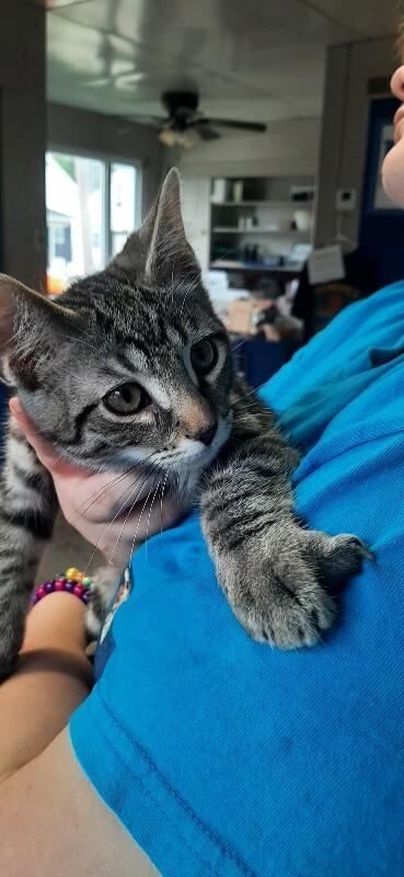 Enlarge Brennan, a Adoptable Domestic Short Hair in Georgetown, OH image 1/1
