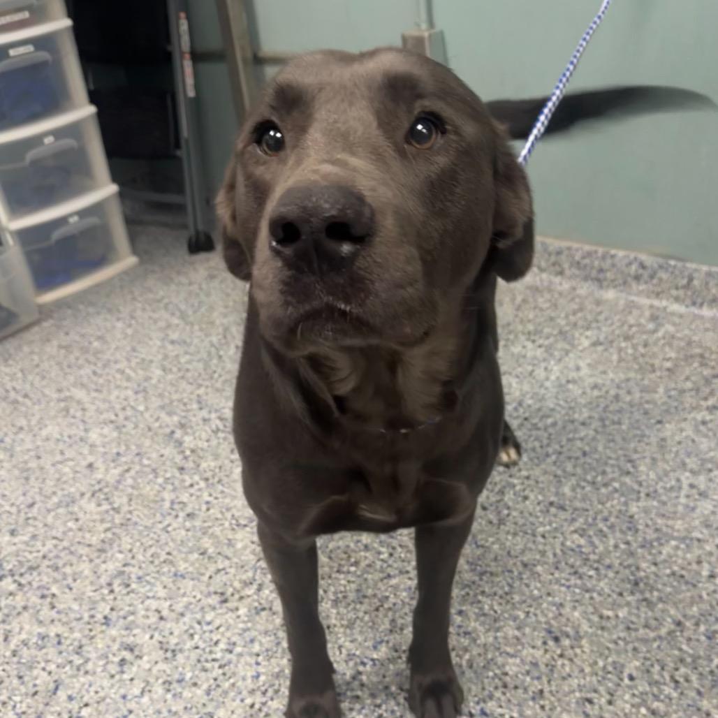 Seal, Adoptable, Adult Male Labrador Retriever.