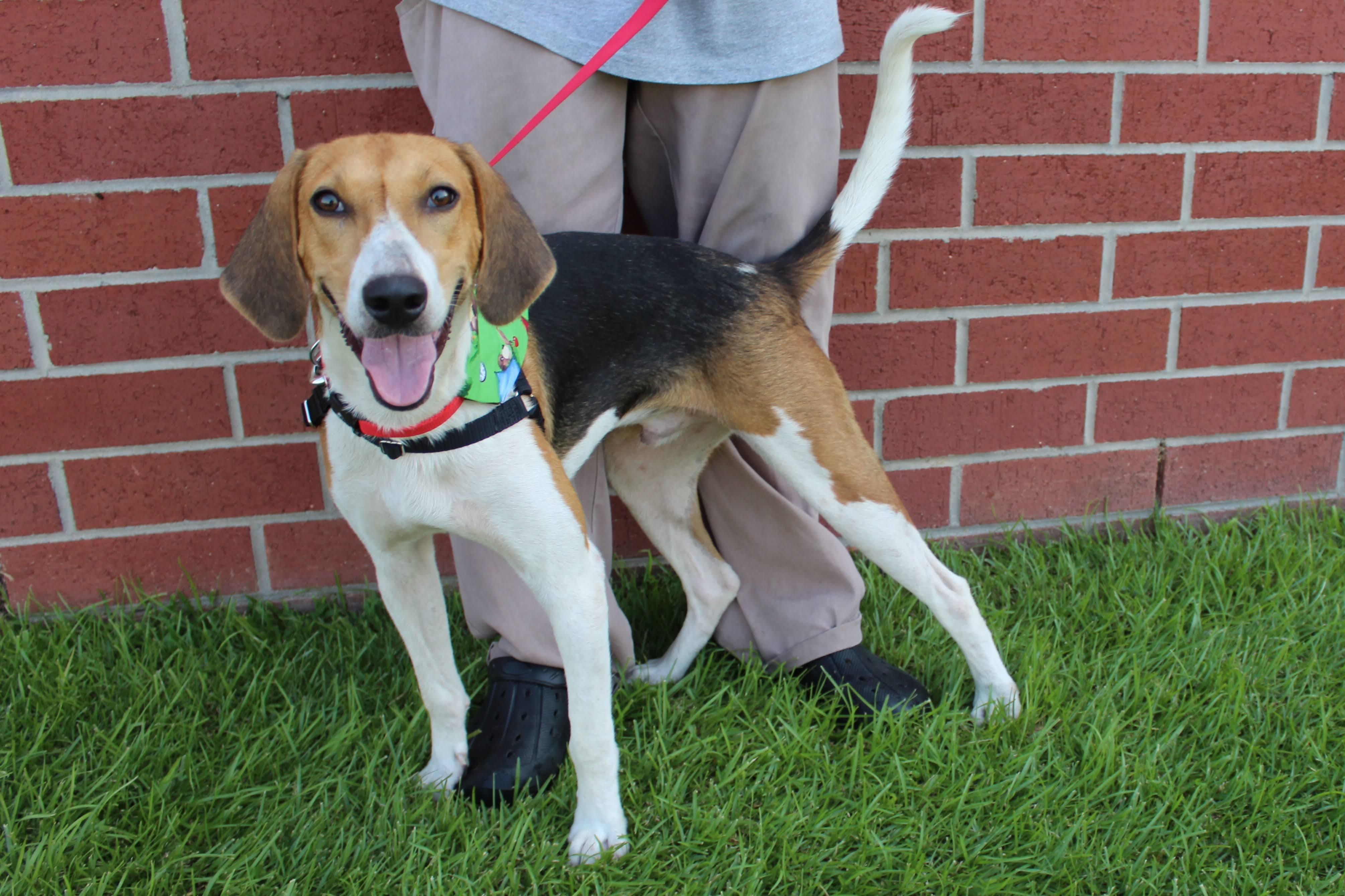 Flicker, ADOPTABLE, Young Male Treeing Walker Coonhound.