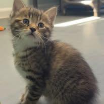 Sailor, adopted, Young Female Domestic Short Hair.