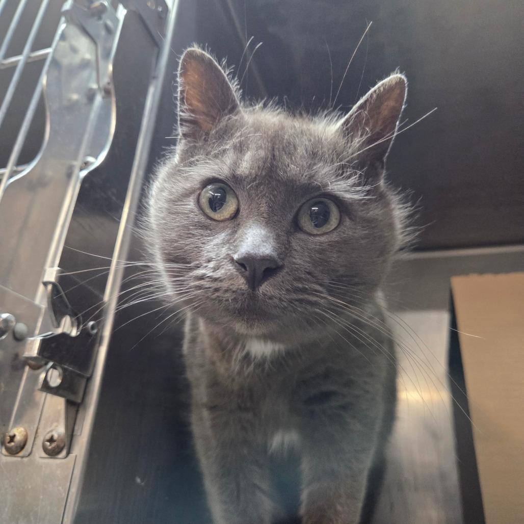 Ms. Queen (Critter Barn), Adoptable, Adult Female Domestic Short Hair.