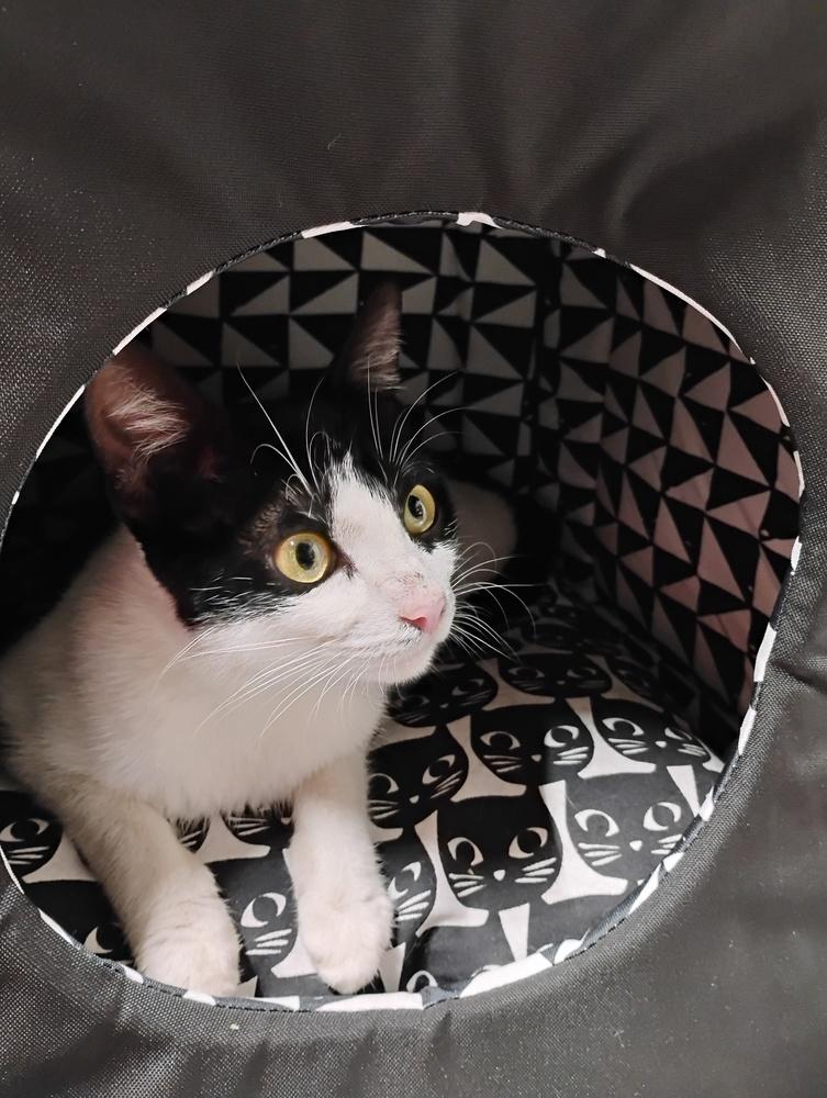 Effie Trinket, Adoptable, Young Female Domestic Short Hair.