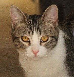 Dallas, a Adoptable mixed breed in Savannah, MO image 1/2