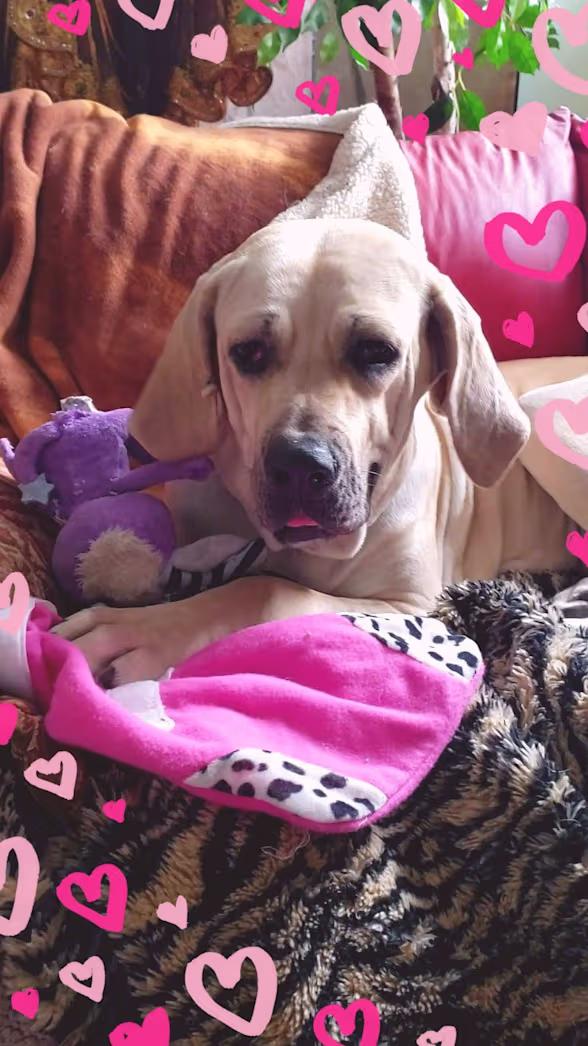 Babe, Adoptable, Adult Female Mastiff.