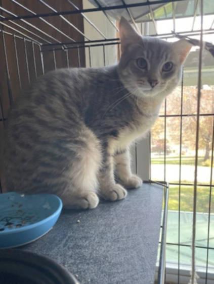 Oscar, ADOPTABLE, Young Male Domestic Short Hair.