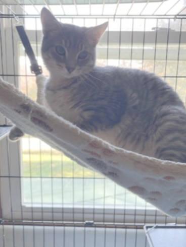 Oscar, a ADOPTABLE Domestic Short Hair in Radford, VA image 2/2