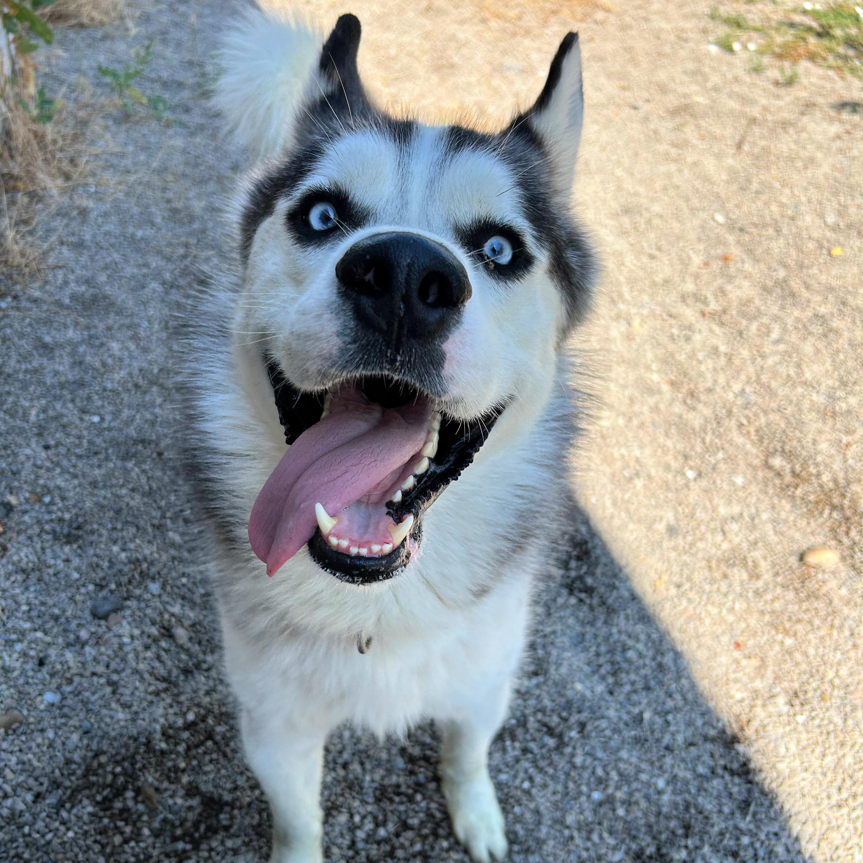 Thunder, a ADOPTABLE mixed breed in Lindon, UT image 3/6