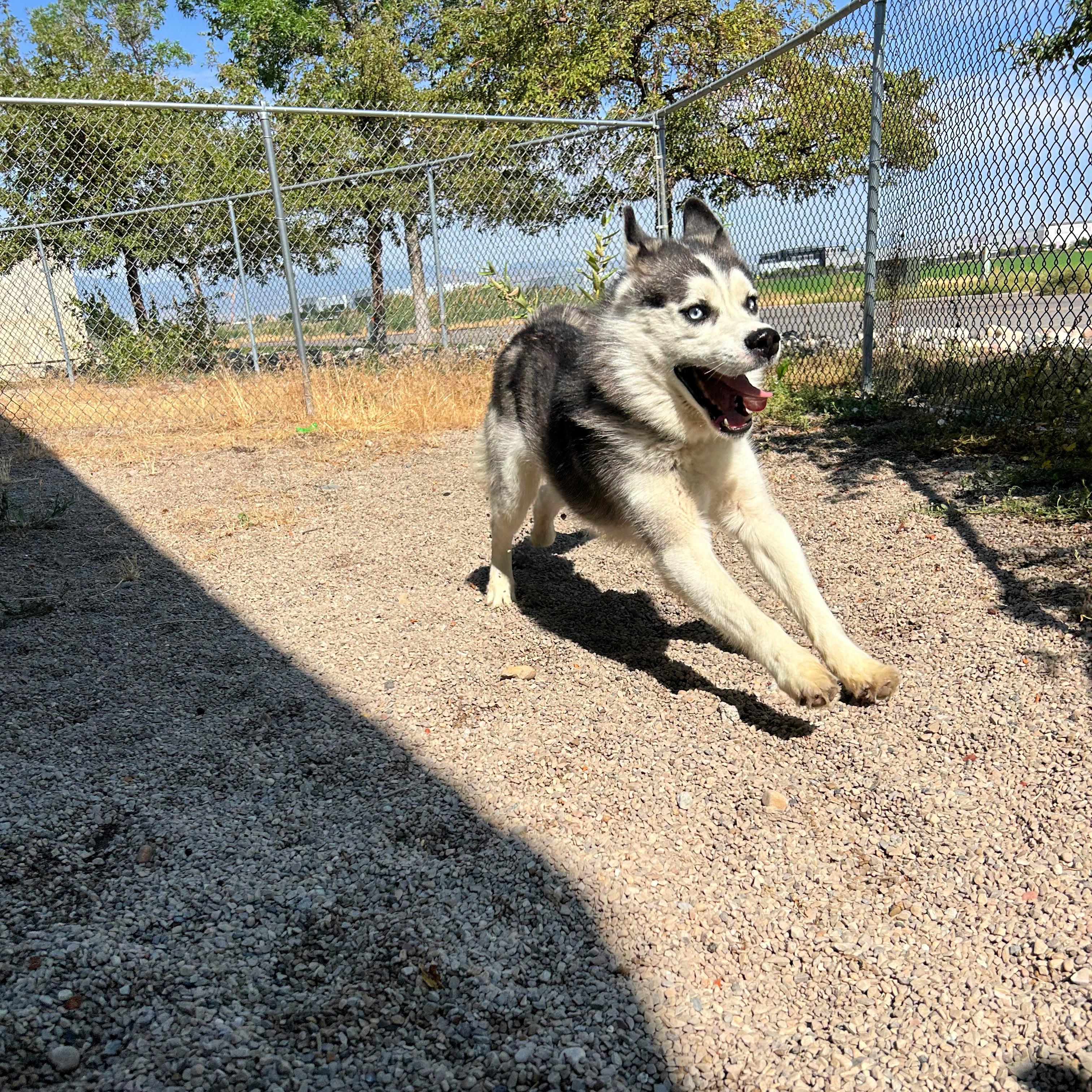 Thunder, a ADOPTABLE mixed breed in Lindon, UT image 5/6