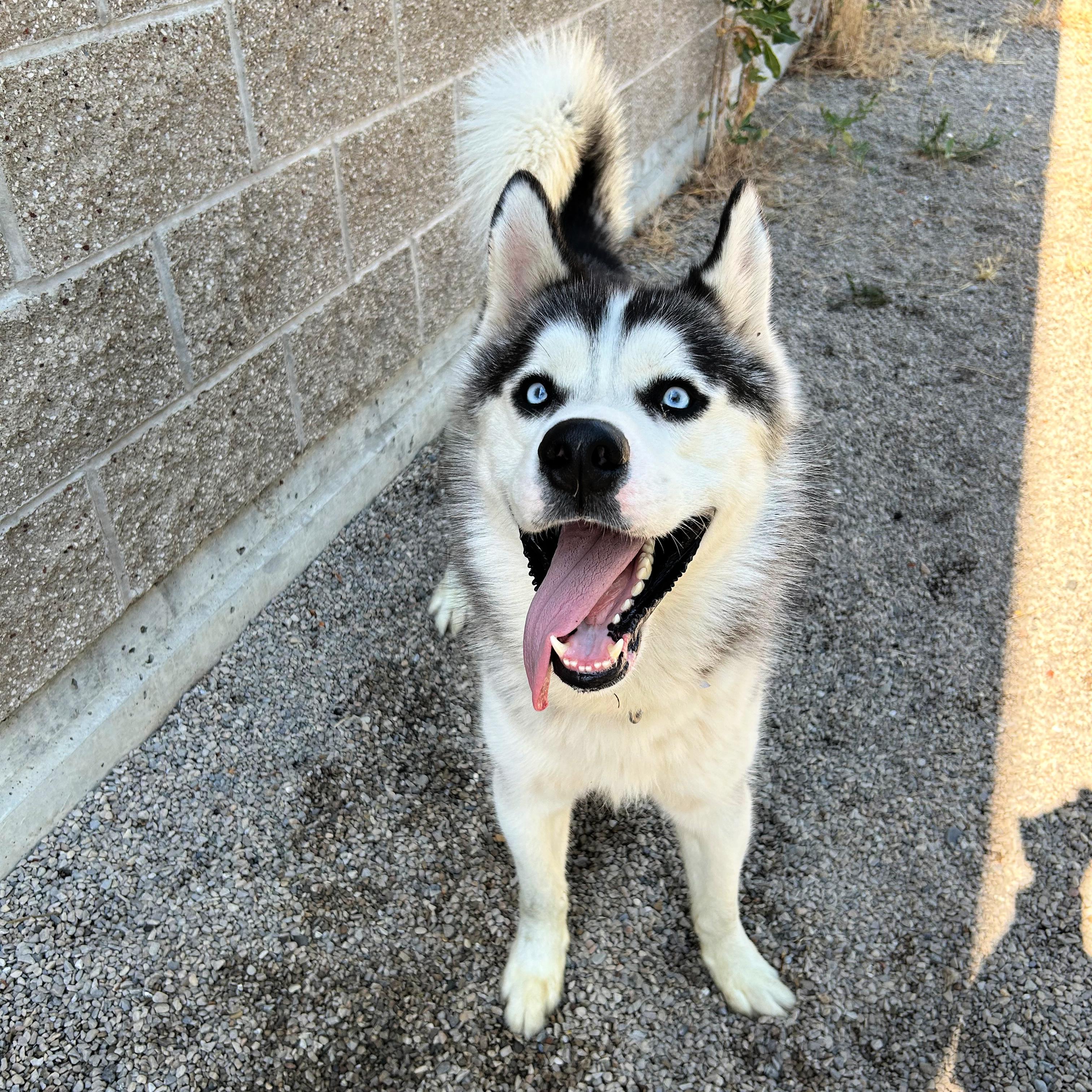 Thunder, a ADOPTABLE mixed breed in Lindon, UT image 2/6