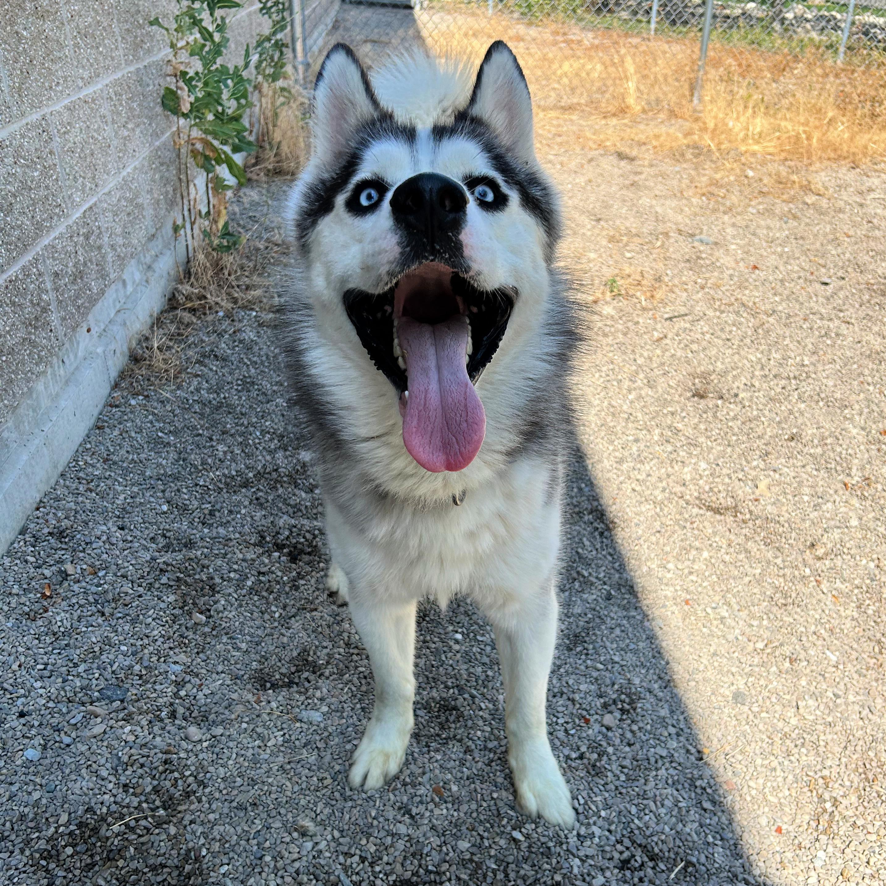 Thunder, a ADOPTABLE mixed breed in Lindon, UT image 4/6