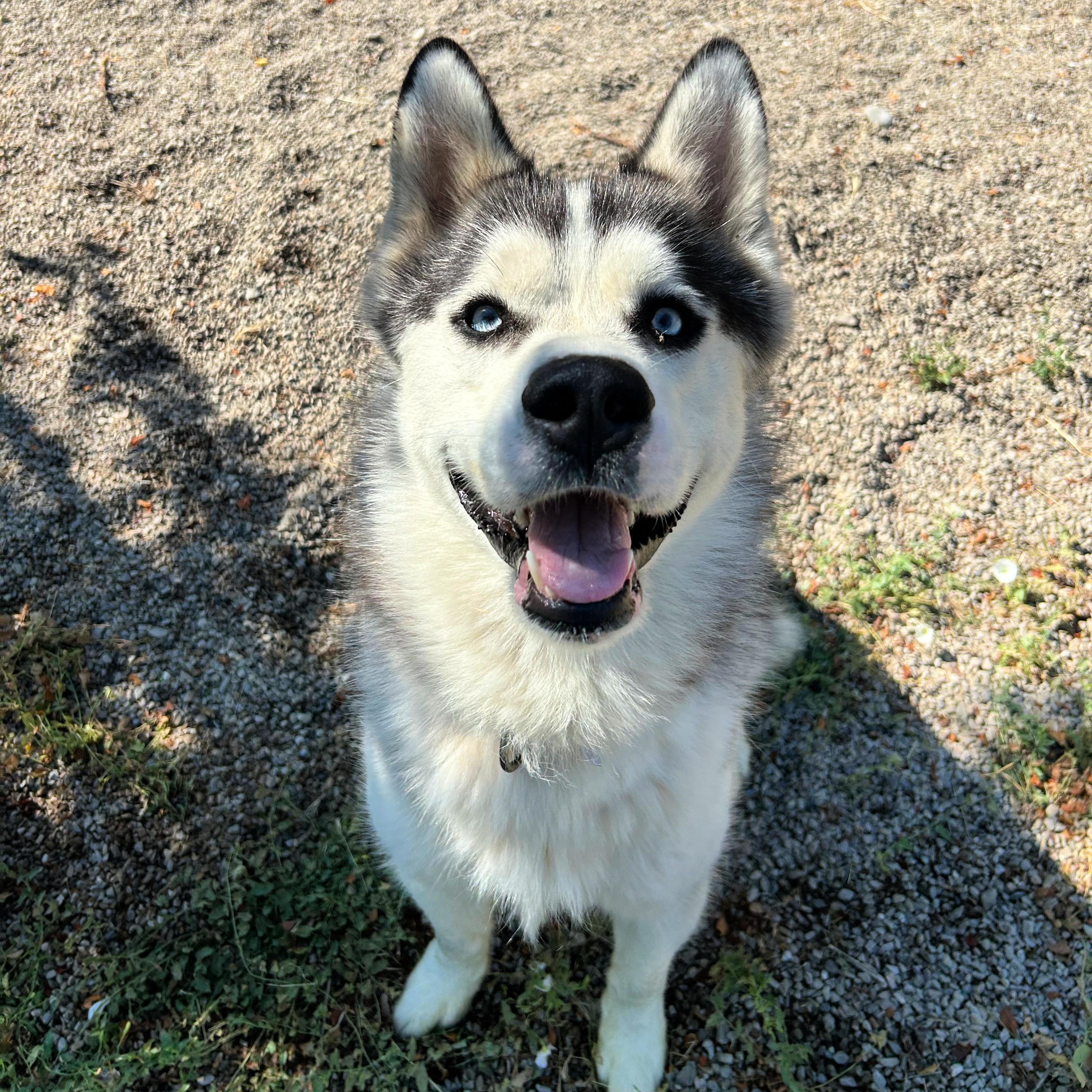 Thunder, a ADOPTABLE mixed breed in Lindon, UT image 1/6