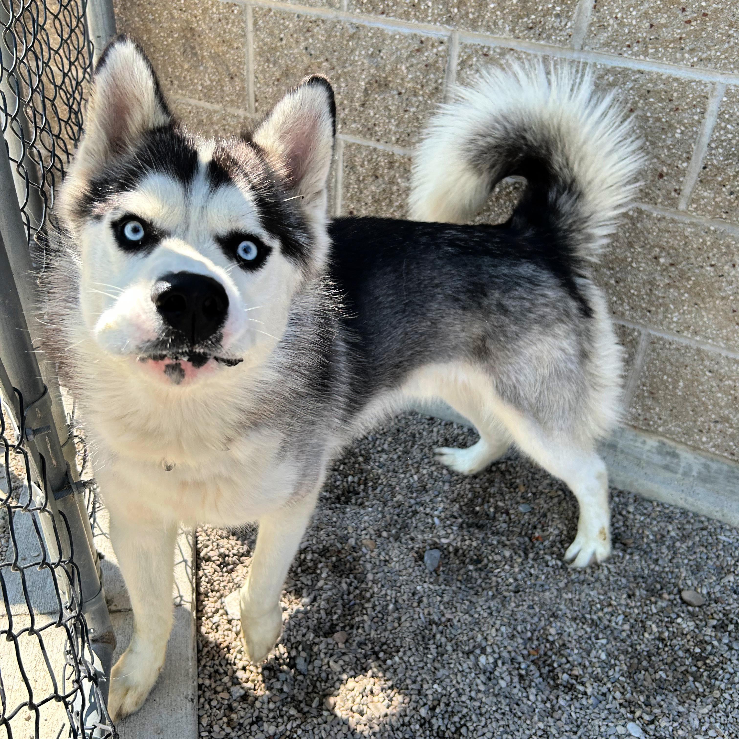 Thunder, a ADOPTABLE mixed breed in Lindon, UT image 6/6