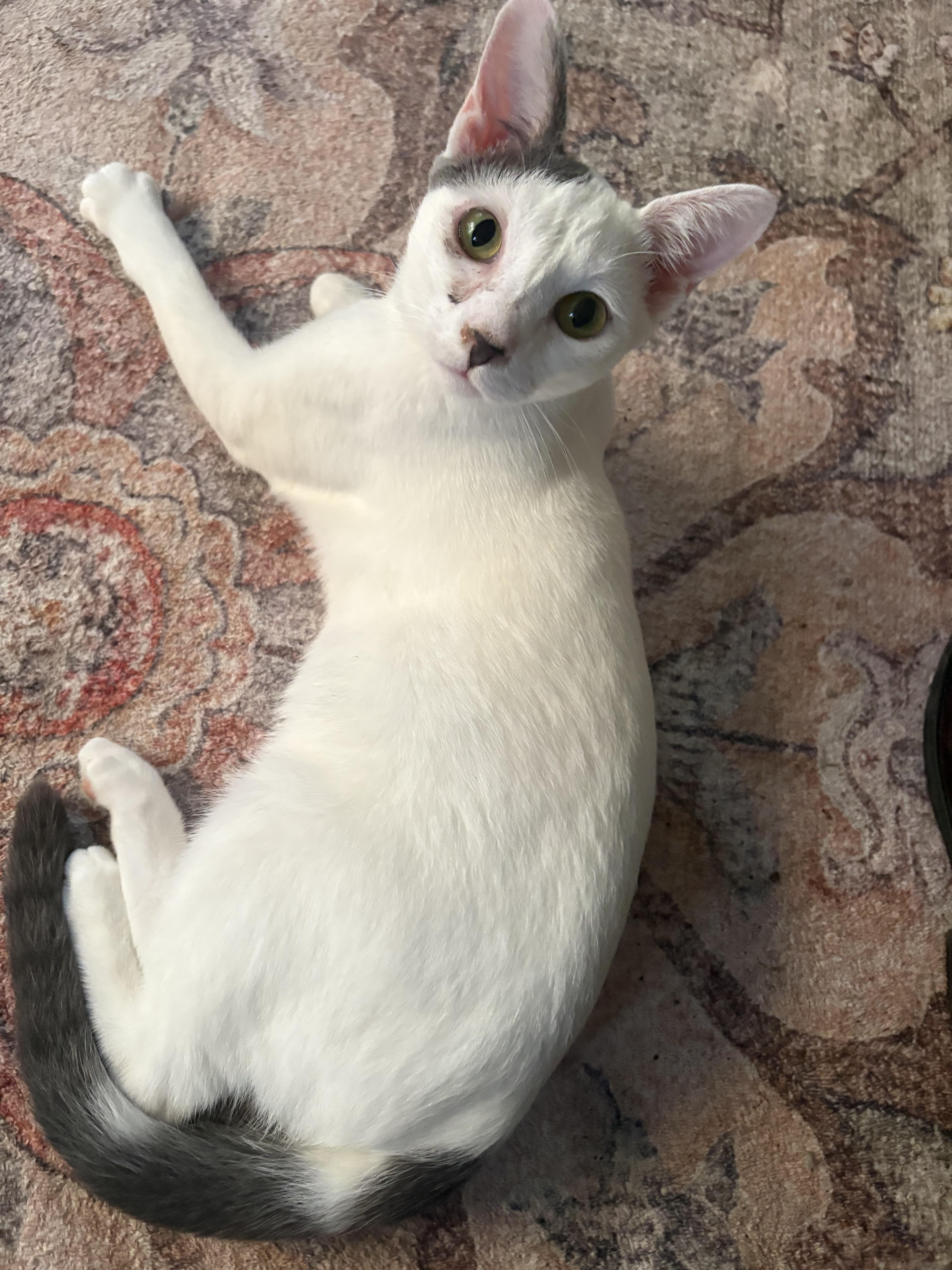 George, Adoptable, Young Male Domestic Short Hair.