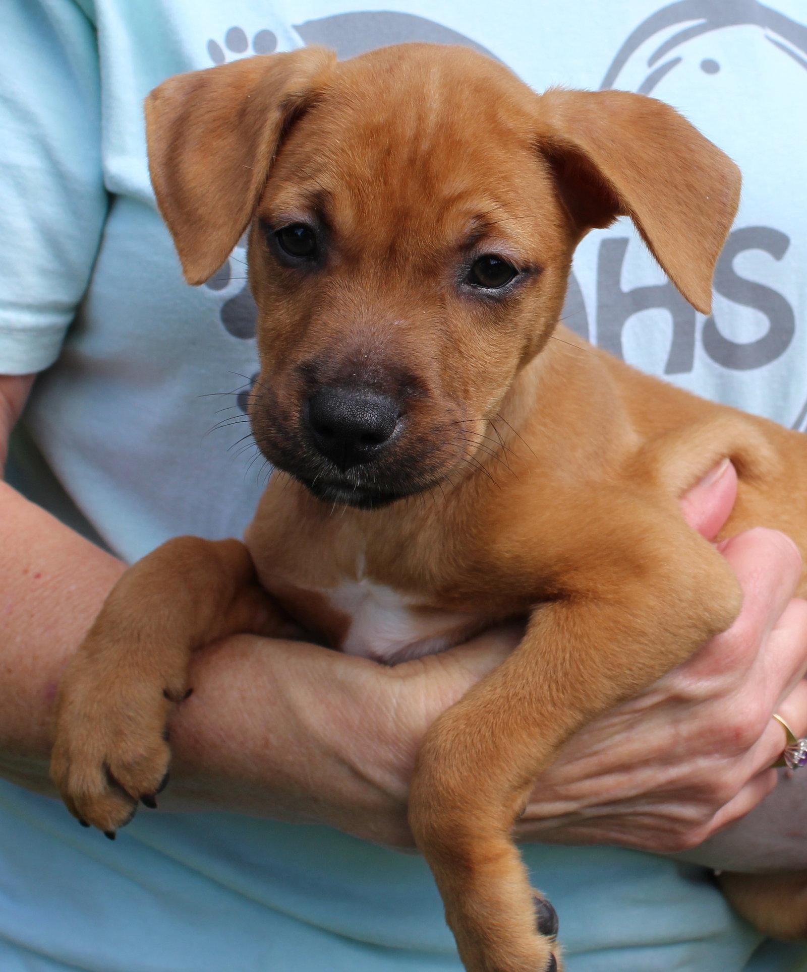 Jeanie 44332, Adoptable, Puppy Female Retriever.