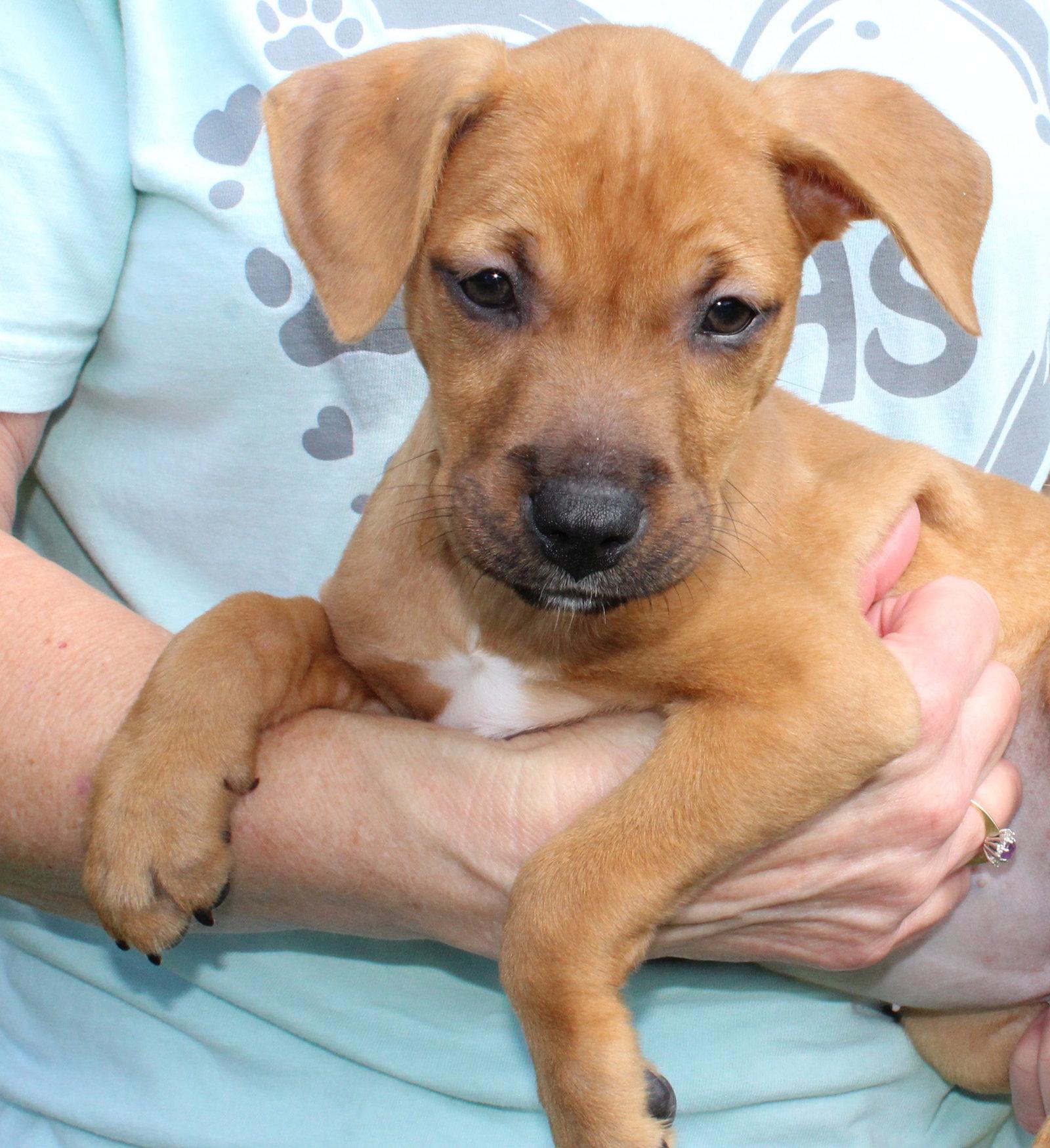 Enlarge Jeanie 44332, a Adoptable Retriever in Prattville, AL image 2/3