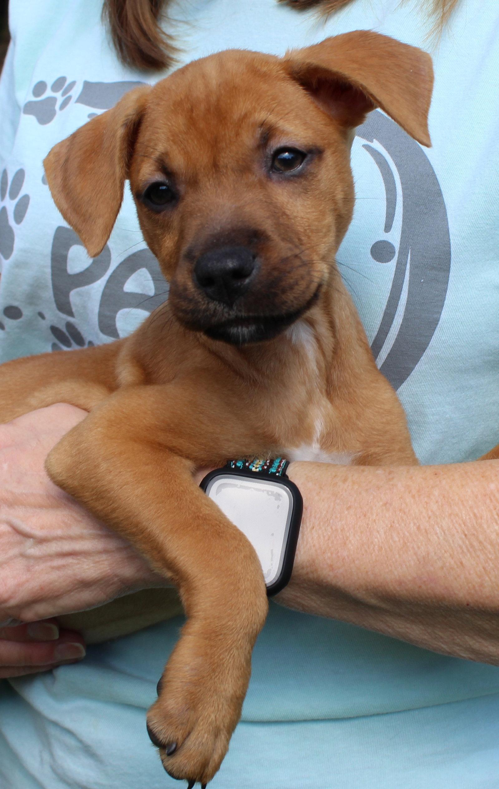 Enlarge Jeanie 44332, a Adoptable Retriever in Prattville, AL image 3/3