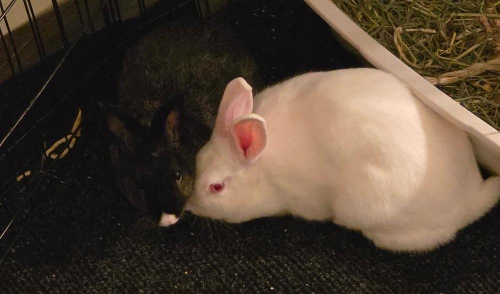 Sena (Bonded to Eclipse), Adopted, Adult Female Florida White.