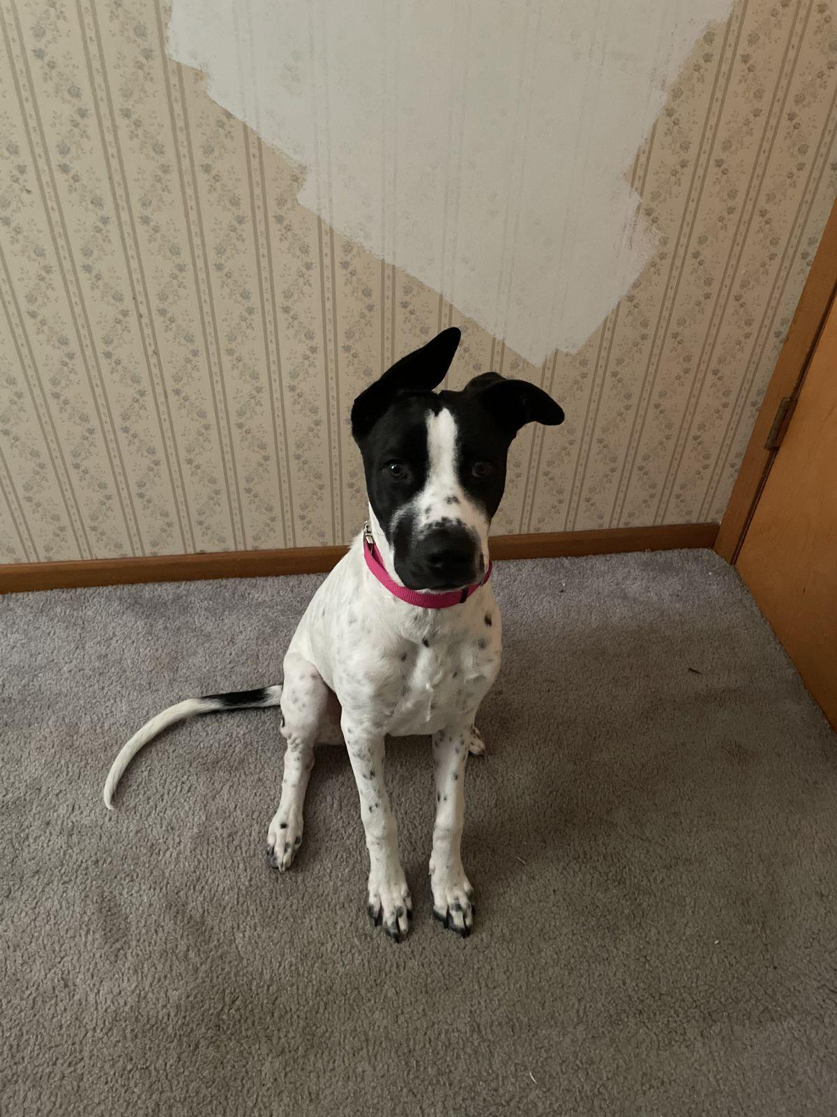 Cookie, a Adoptable mixed breed in Clarion, IA image 1/2