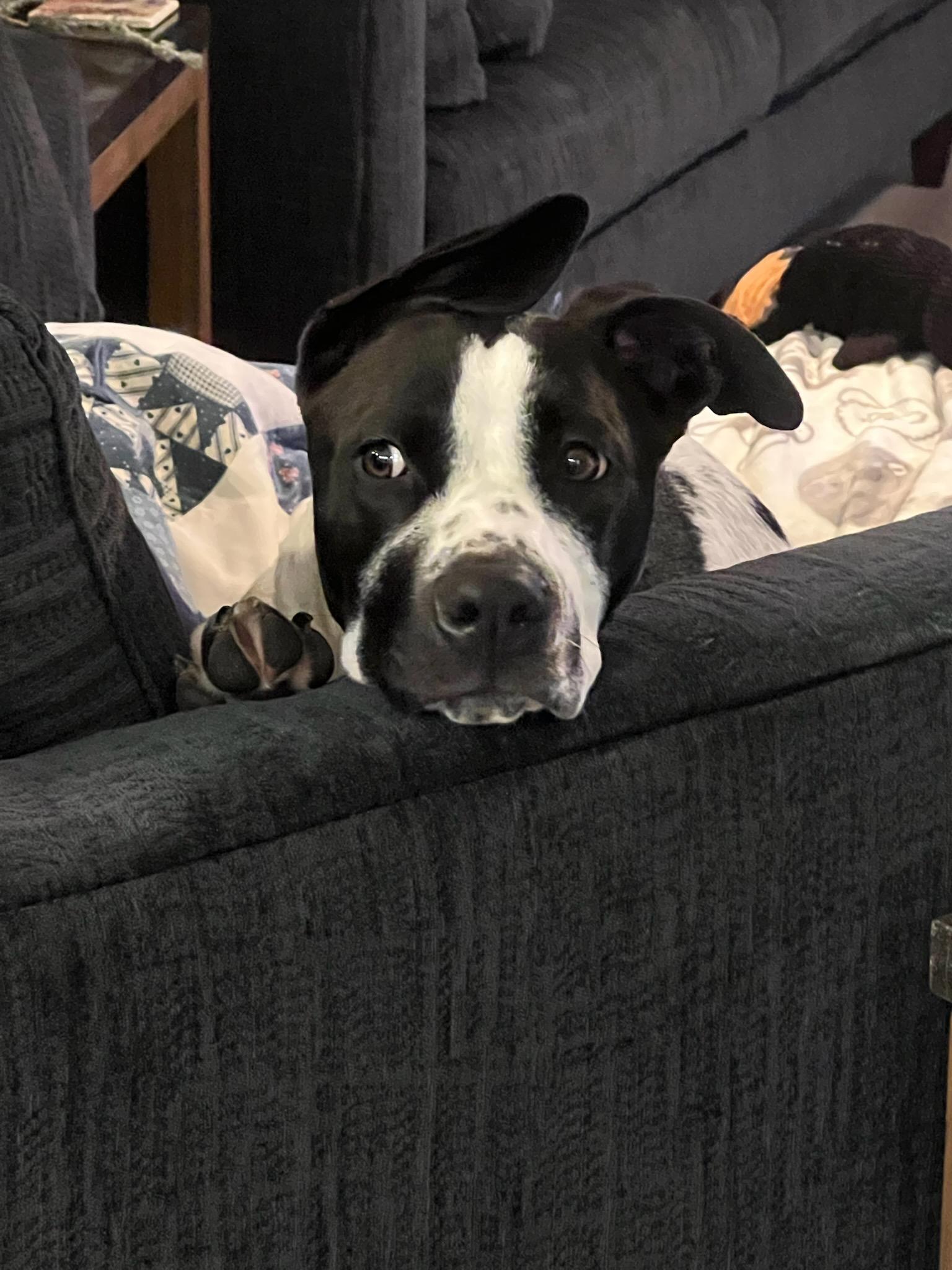 Cookie, a Adoptable mixed breed in Clarion, IA image 2/2