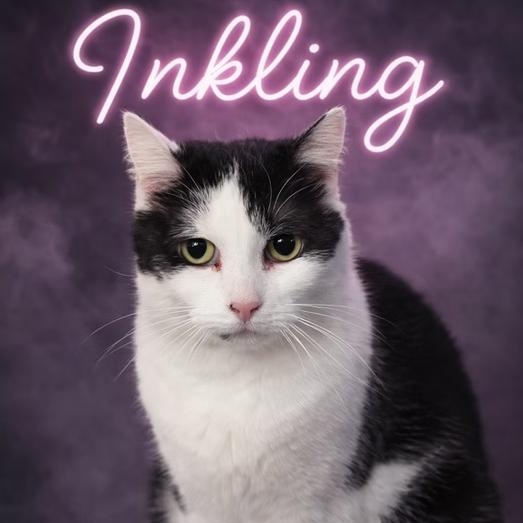 Enlarge Inkling, a ADOPTABLE mixed breed in Valley Falls, KS image 1/2