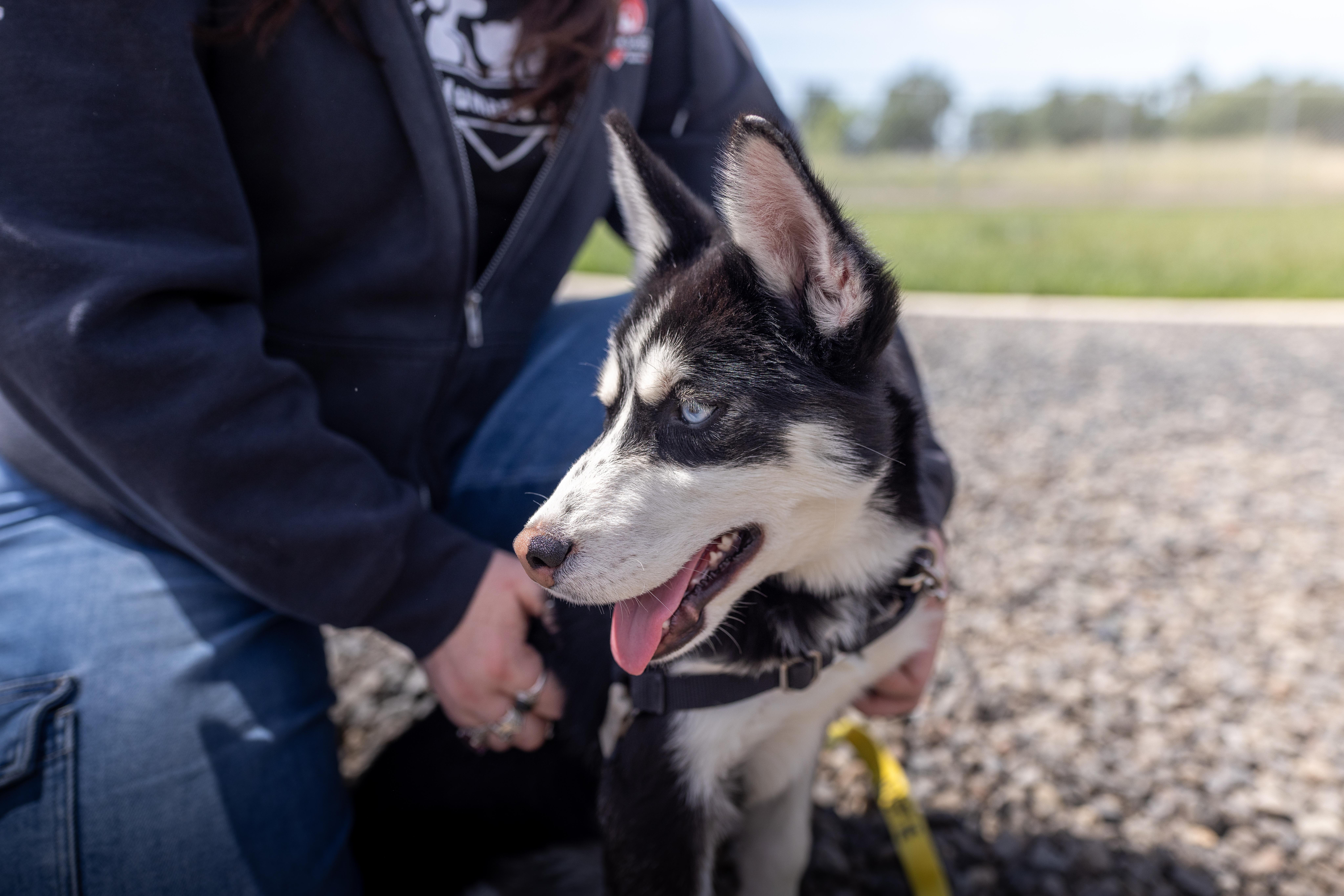 Winter, Adoptable, Young Female Husky.