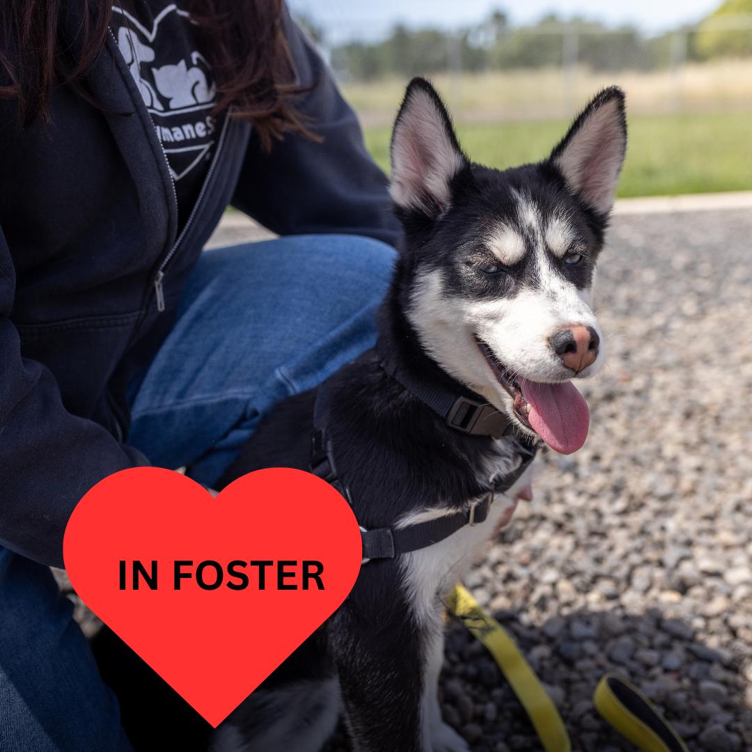 Winter, a Adoptable mixed breed in Chico, CA image 3/3