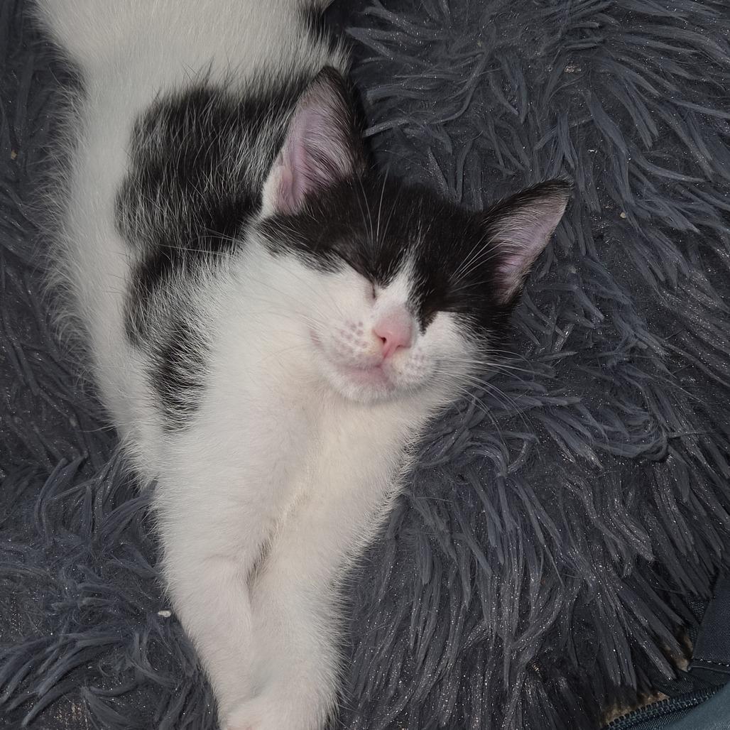 The Cheet, Adoptable, Kitten Female Domestic Short Hair.