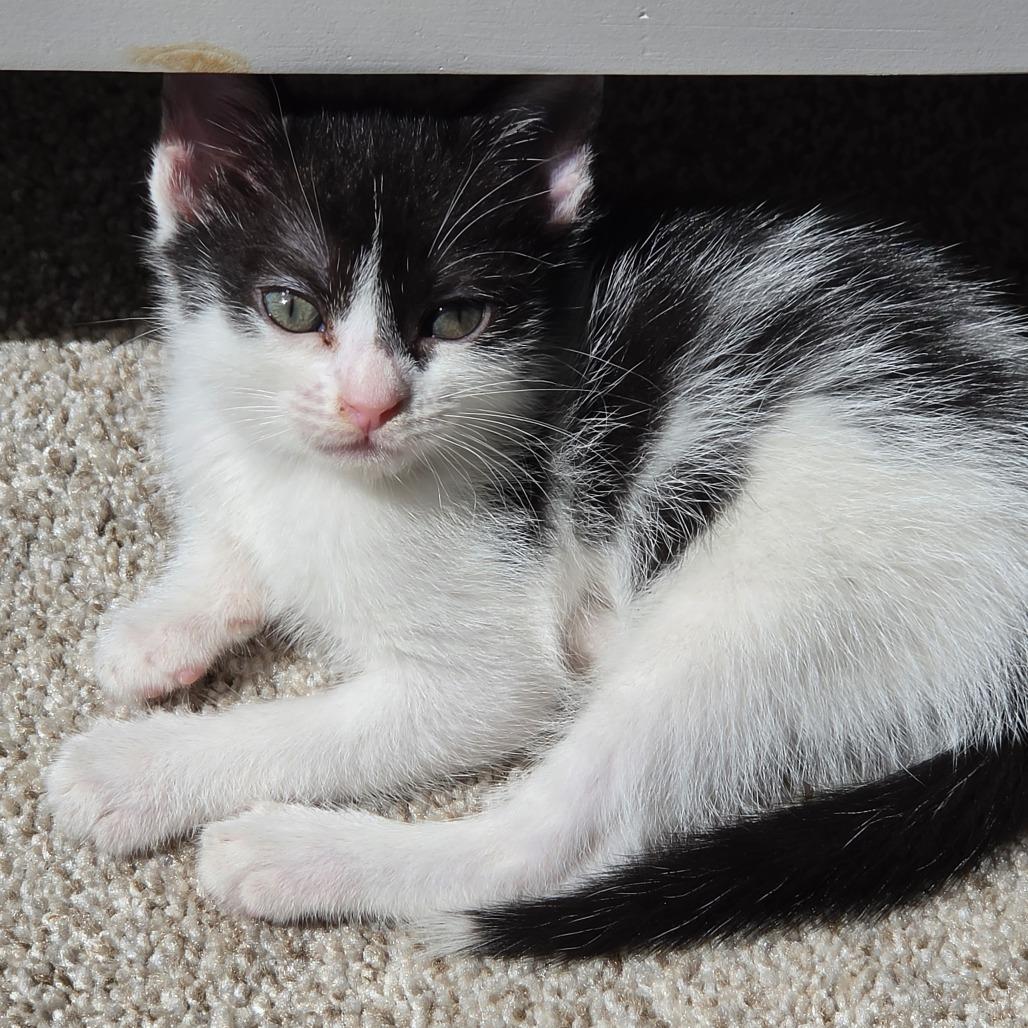 Enlarge The Cheet, a Adoptable Domestic Short Hair in Baltimore, MD image 2/4
