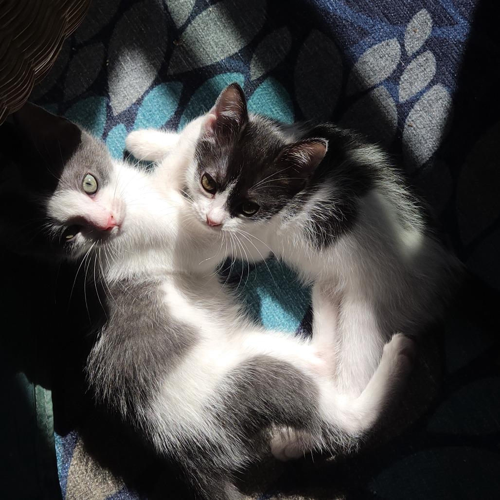 Enlarge The Cheet, a Adoptable Domestic Short Hair in Baltimore, MD image 3/4