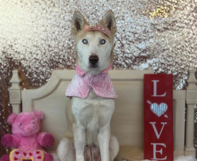 Enlarge BELLA, a Adoptable Siberian Husky in Fairfield, CA image 1/1