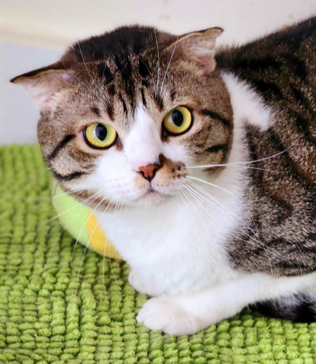 Enlarge Dustin is so darn cute!  Scottish fold dream!  VIDEOS!   EMERGENCY Qatar transport!!, an adoptable Scottish Fold in Bedford Hills, NY image 2/6