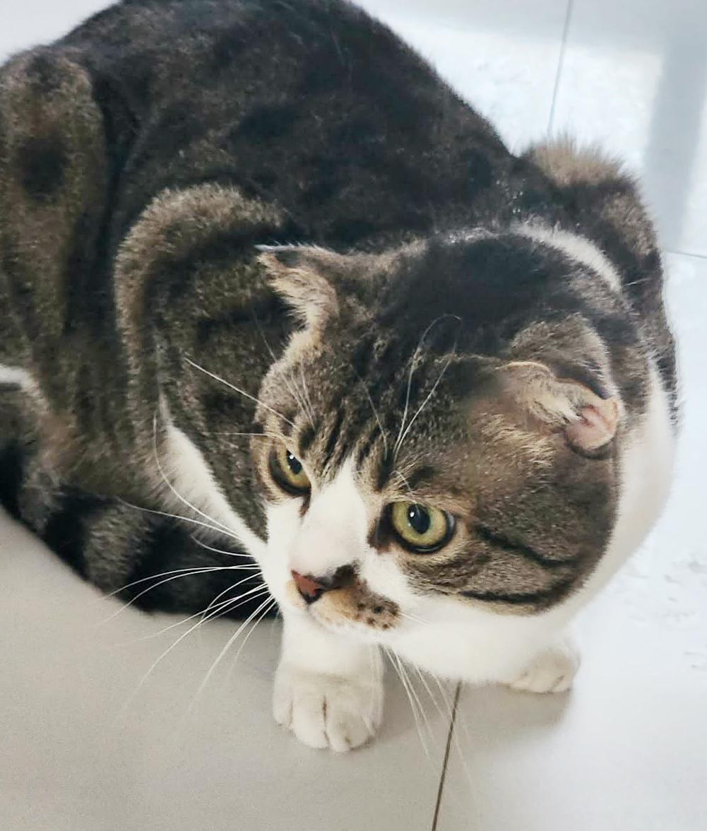 Enlarge Dustin is so darn cute!  Scottish fold dream!  VIDEOS!   EMERGENCY Qatar transport!!, an adoptable Scottish Fold in Bedford Hills, NY image 3/6