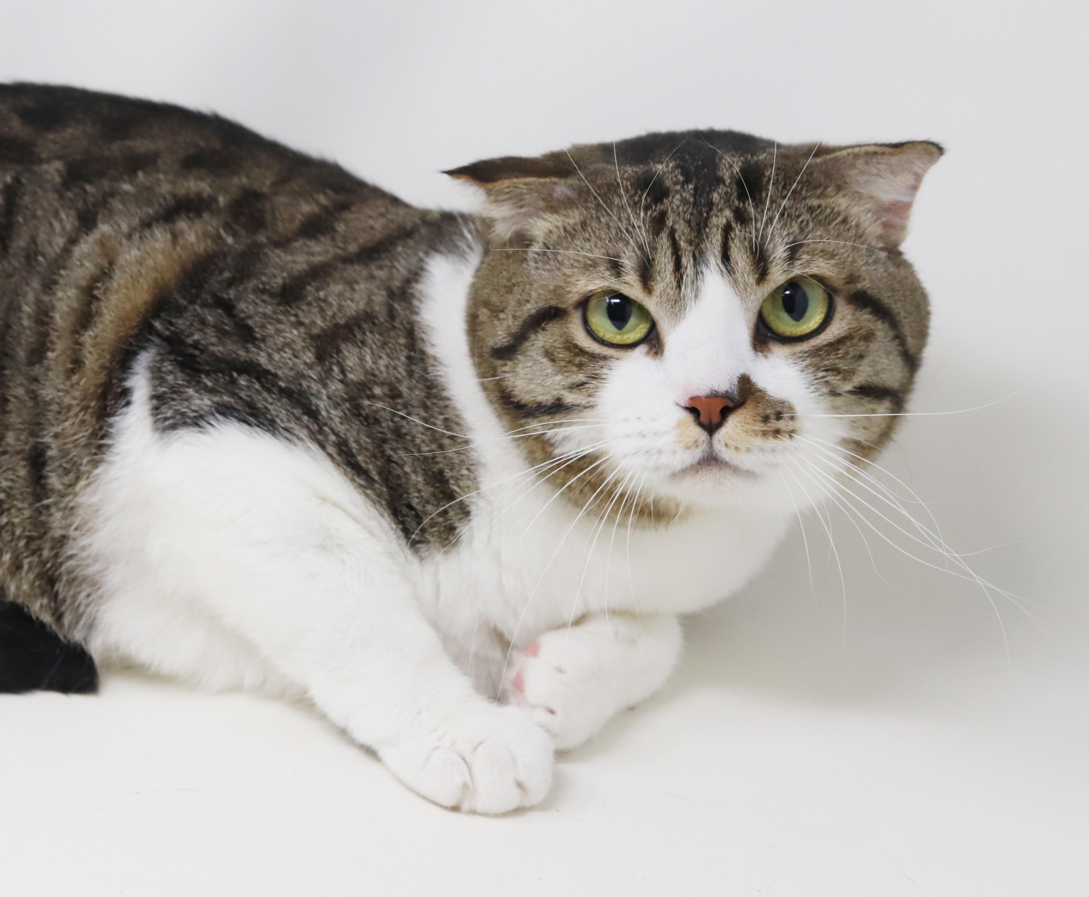 Enlarge Dustin is so darn cute!  Scottish fold dream!  VIDEOS!   EMERGENCY Qatar transport!!, an adoptable Scottish Fold in Bedford Hills, NY image 6/6