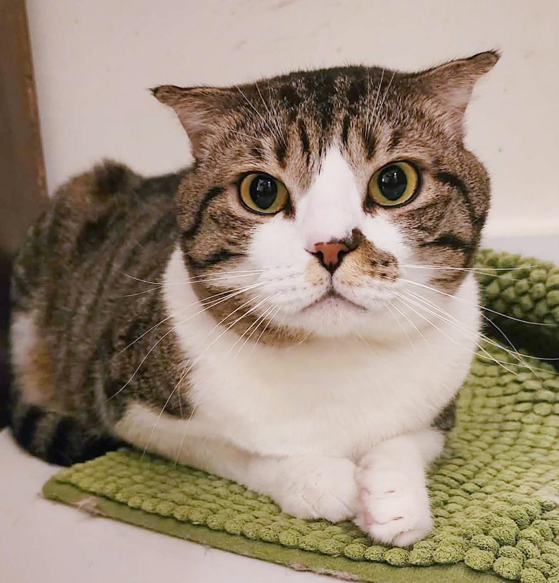 Enlarge Dustin is so darn cute!  Scottish fold dream!  VIDEOS!   EMERGENCY Qatar transport!!, an adoptable Scottish Fold in Bedford Hills, NY image 5/6