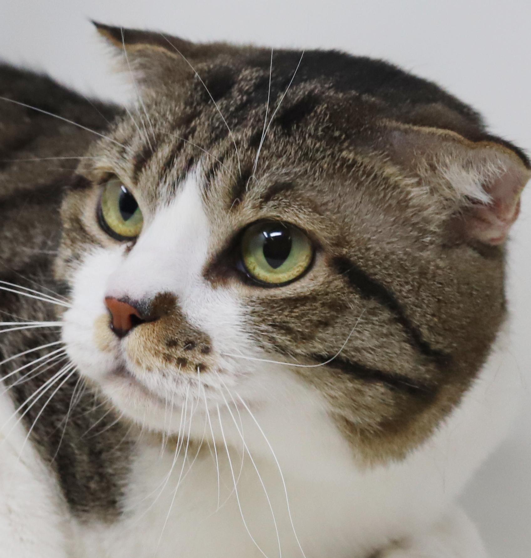 Dustin is so darn cute!  Scottish fold dream!  VIDEOS!   EMERGENCY Qatar transport!!, adoptable, Young Male Scottish Fold.