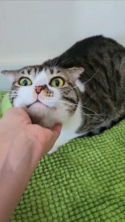 Enlarge Dustin is so darn cute!  Scottish fold dream!  VIDEOS!   EMERGENCY Qatar transport!!, an adoptable Scottish Fold in Bedford Hills, NY video 4/6