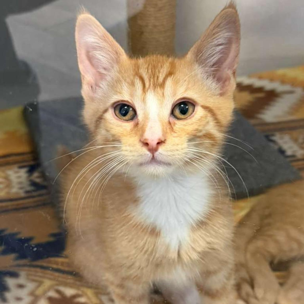 Enlarge Dodge, a ADOPTABLE Domestic Short Hair in Bear, DE image 2/2