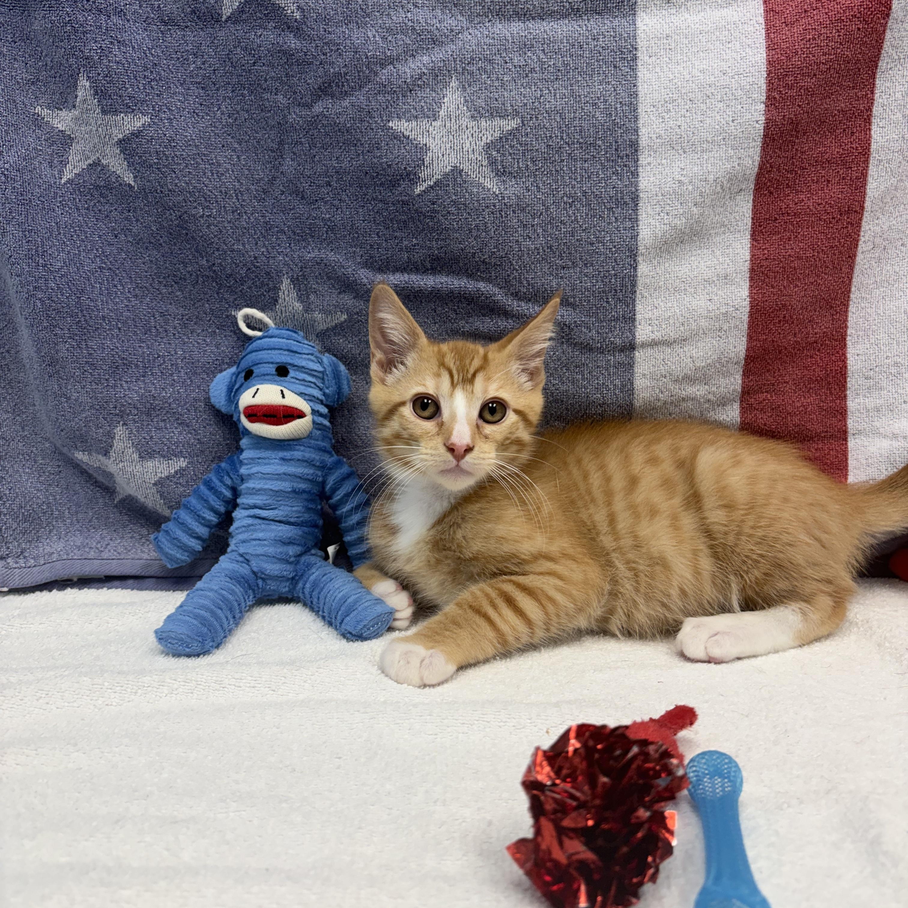 Dodge, ADOPTABLE, Kitten Male Domestic Short Hair.