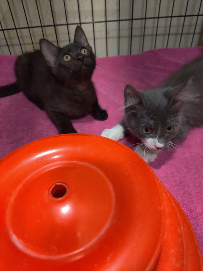 Dino, Adopted, Kitten Male Maine Coon.
