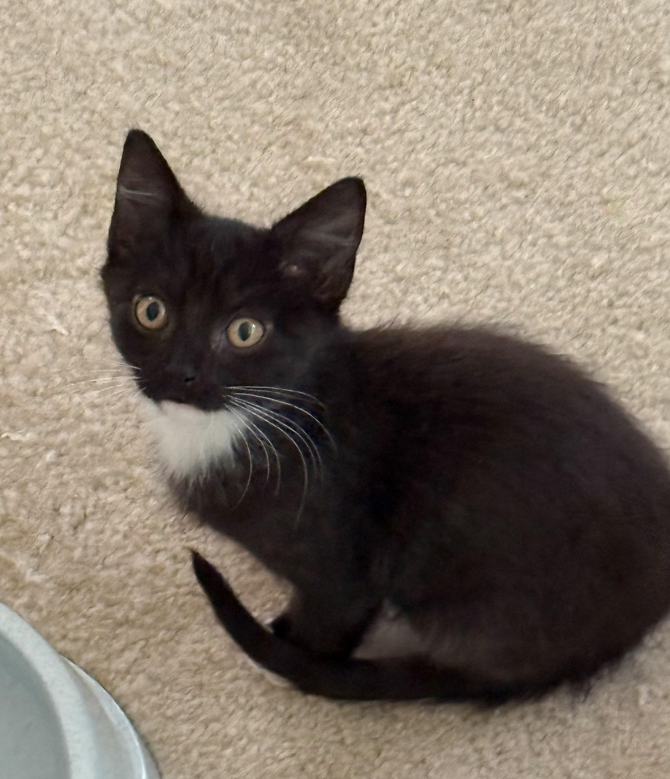 Tux, a Adoptable Domestic Short Hair in Naples, FL image 4/5