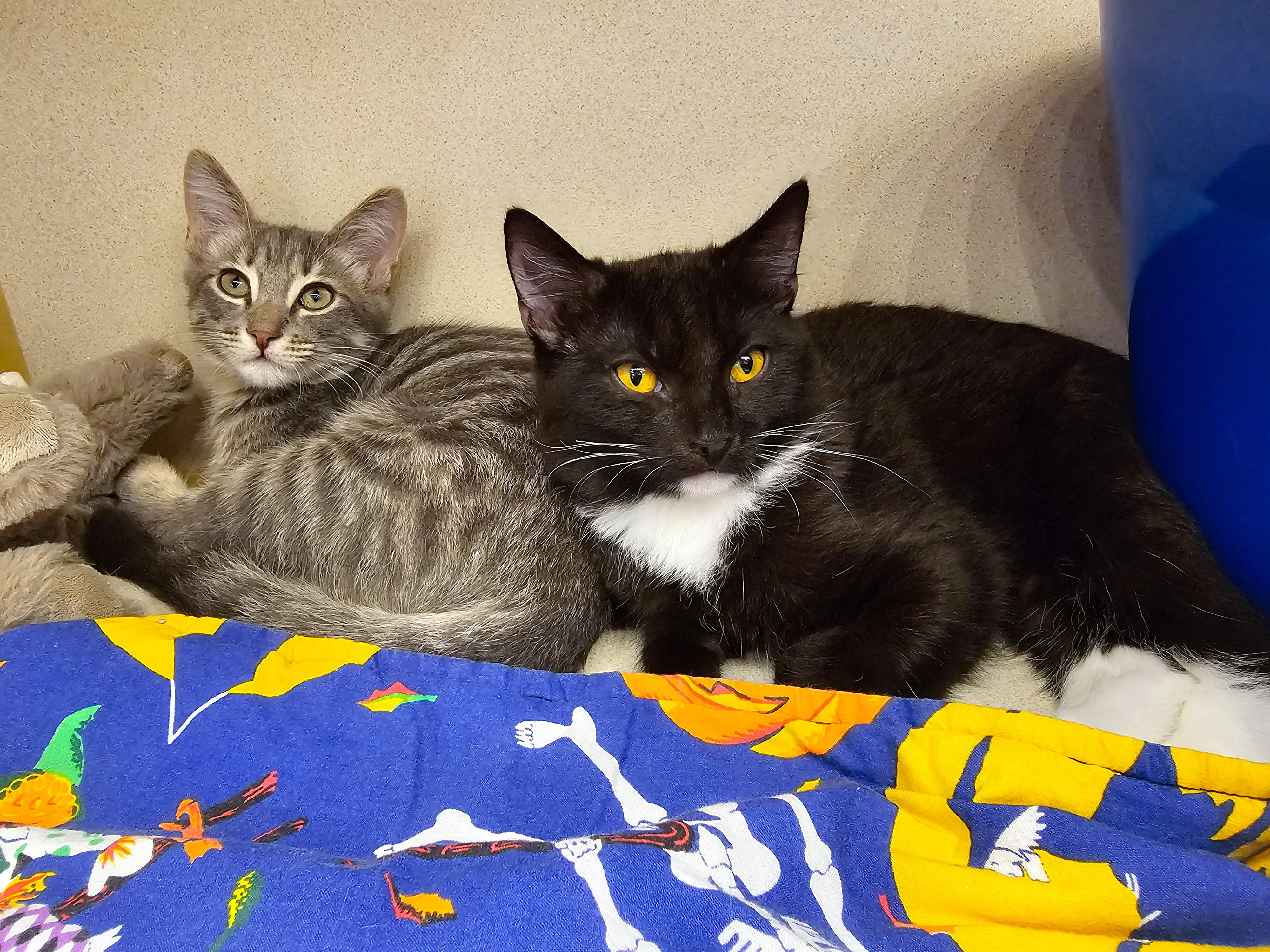 Enlarge Tux, a Adoptable Domestic Short Hair in Naples, FL image 6/6